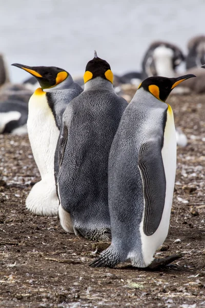 Koning pinguïn in falkland eilanden — Stockfoto