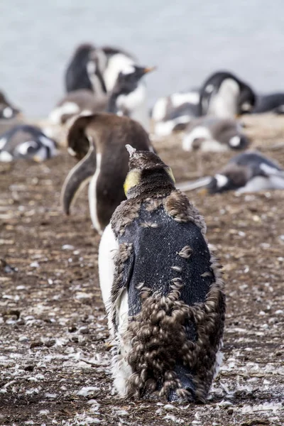 Pingüino rey en las islas Malvinas —  Fotos de Stock