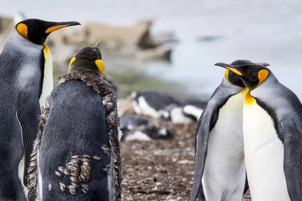 Königspinguin auf Falklandinseln — Stockfoto