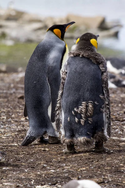 Král tučňák v Falklandské ostrovy — Stock fotografie