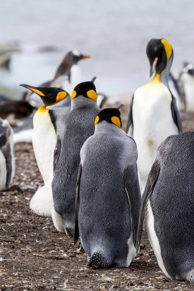 Pinguim-rei nas ilhas Malvinas — Fotografia de Stock