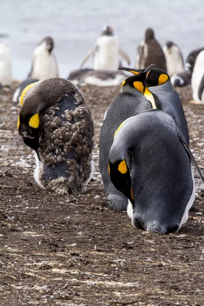 Król Pingwin Falklandy (Malwiny) — Zdjęcie stockowe