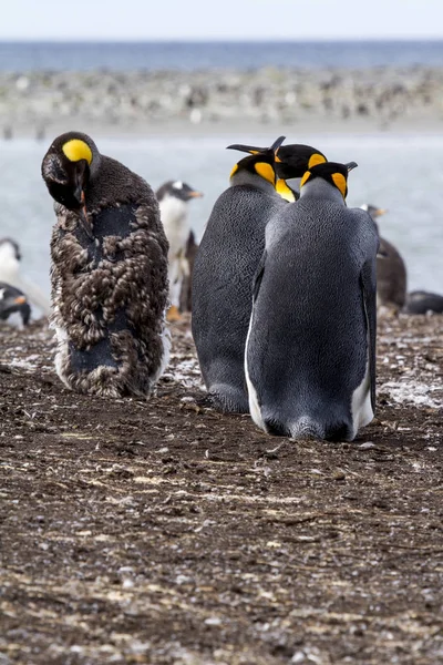 King Penguin in Falkland Islands