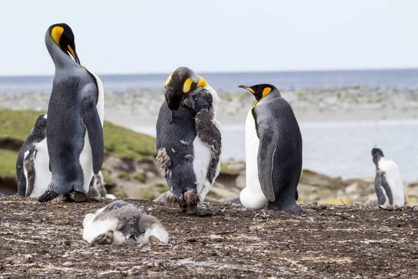 Pinguim-rei nas ilhas Malvinas — Fotografia de Stock