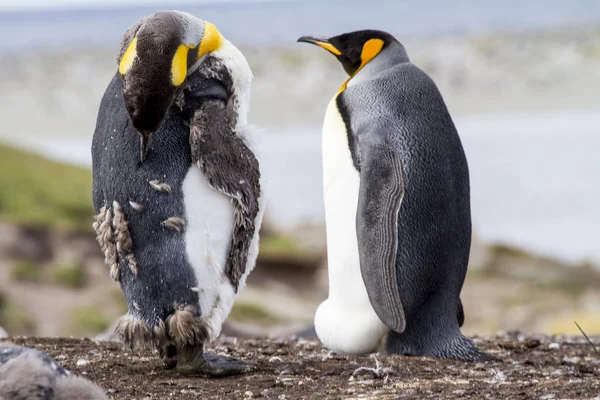 Königspinguin auf Falklandinseln — Stockfoto