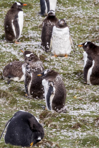 Kolonie tučňáků Gentoo — Stock fotografie