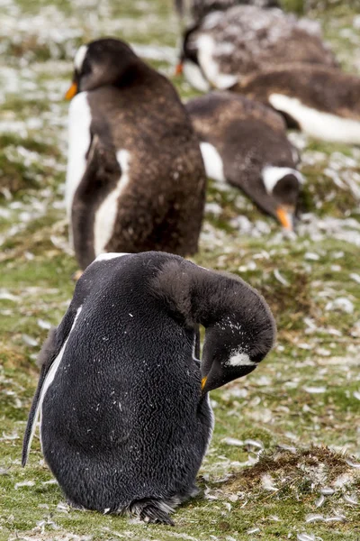 Gentoo pingvinkoloni — Stockfoto