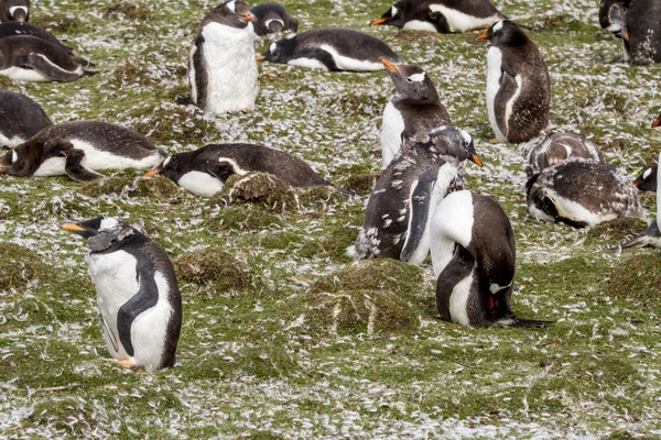 Kolonie tučňáků Gentoo — Stock fotografie