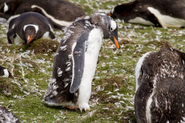 Kolonie tučňáků Gentoo — Stock fotografie