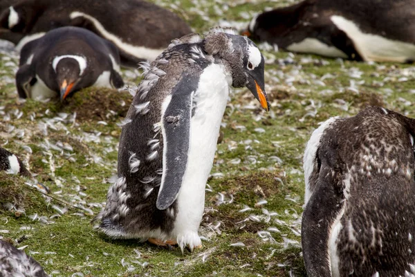 Gentoo Colonia di pinguini — Foto Stock