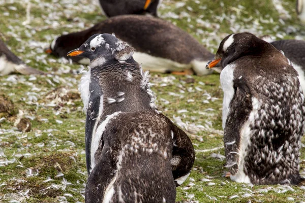 Gentoo колонію пінгвінів — стокове фото