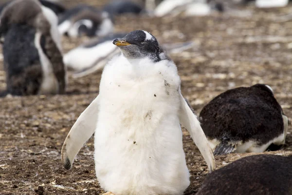 Gentoo のペンギンのコロニー — ストック写真