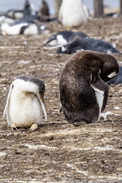 Colonie de Pingouins Gentoo — Photo