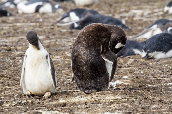 Colonia Gentoo Penguin — Fotografie, imagine de stoc
