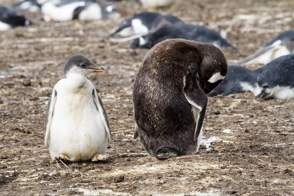 Colonia de pingüinos Gentoo — Foto de Stock