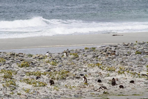 Pingüinos - Magallanes y Gentoo — Foto de Stock