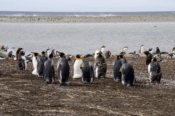 Pingüino rey en las islas Malvinas — Foto de Stock