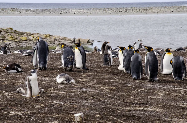 王のフォークランドのペンギン — ストック写真