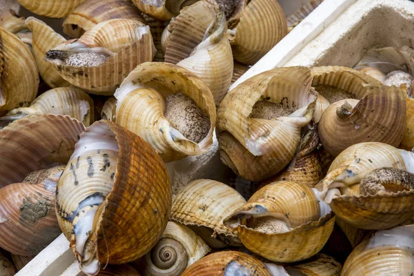 Морські равлики ринку свіжих продуктів — стокове фото