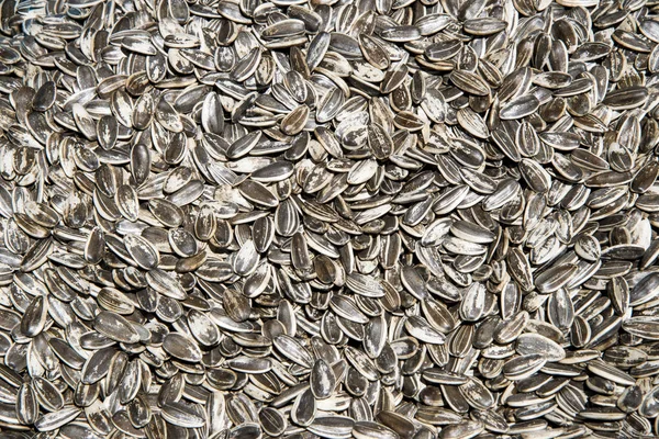 ayçiçeği tohumu - arka plan