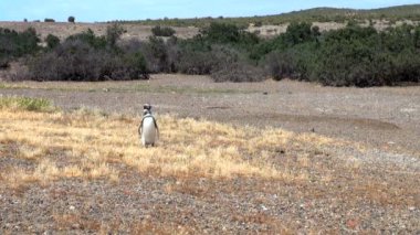 Punta Tombo Patagonya Macellan pengueni