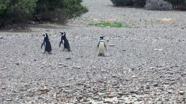 Punta Tombo Patagonya Macellan pengueni