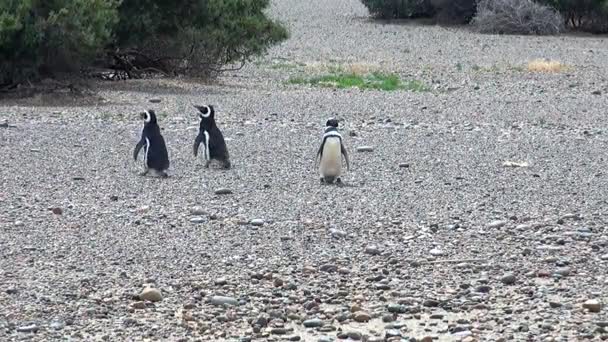 Punta Tombo Patagonya Macellan pengueni — Stok video