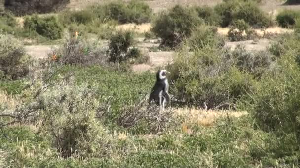 Pingwin magellański Punta Tombo Patagonii — Wideo stockowe