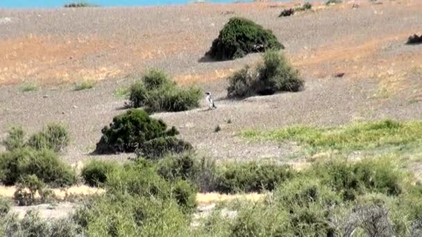 Magellanic Penguin of Punta Tombo Patagonia — Stock Video