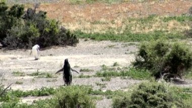 Punta Tombo Patagonya Macellan pengueni