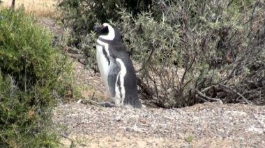 Punta Tombo Patagonya Macellan pengueni