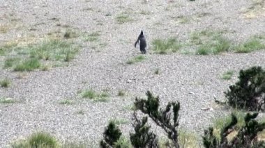 Punta Tombo Patagonya Macellan pengueni