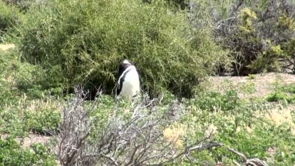 蓬塔通博巴塔哥尼亚的麦哲伦只企鹅 — 图库视频影像