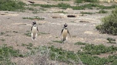 Punta Tombo Patagonya Macellan pengueni