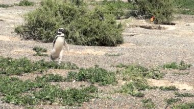 Punta Tombo Patagonya Macellan pengueni