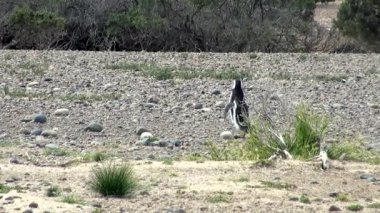 Punta Tombo Patagonya Macellan pengueni
