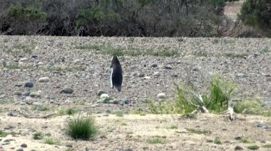 Punta Tombo Patagonya Macellan pengueni