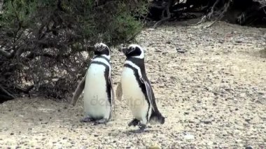 Punta Tombo Patagonya Macellan pengueni
