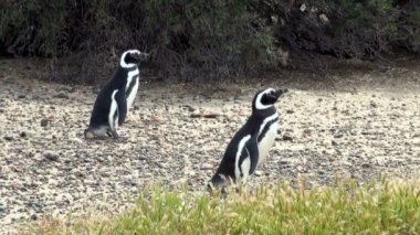 Punta Tombo Patagonya Macellan pengueni