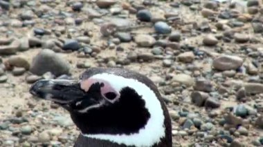 Punta Tombo Patagonya Macellan pengueni