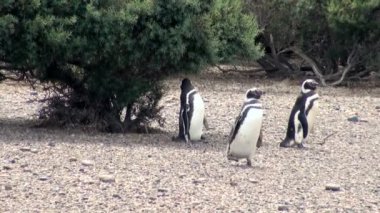 Punta Tombo Patagonya Macellan pengueni