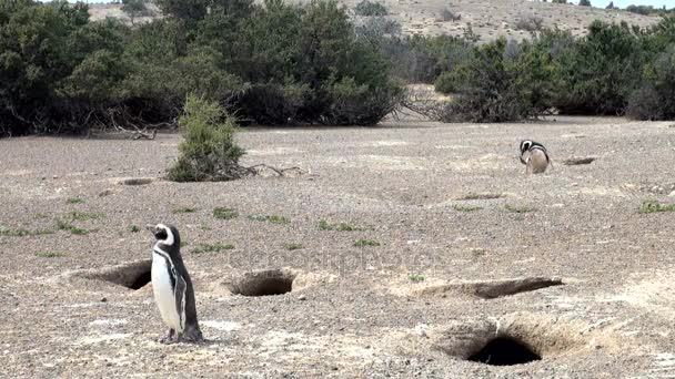 Punta Tombo Patagonya Macellan pengueni — Stok video