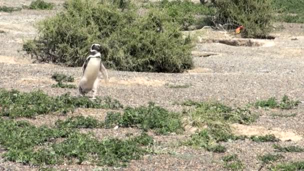 Punta Tombo Patagonya Macellan pengueni — Stok video