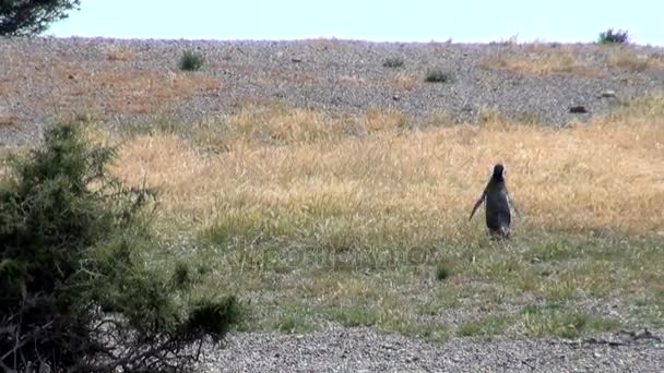 Магелланов пингвин из Пунта-Томбо-Патагония — стоковое видео