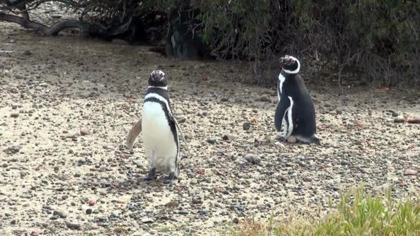 プンタ ・ トンボ ・ パタゴニアのマゼラン ペンギン — ストック動画