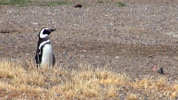 Pingüino magallánico de Punta Tombo Patagonia — Vídeo de stock