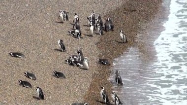 Punta Tombo Patagonya Macellan pengueni