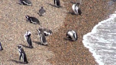 Punta Tombo Patagonya Macellan pengueni