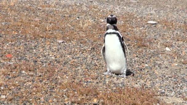 Магелланов пингвин из Пунта-Томбо-Патагония — стоковое видео