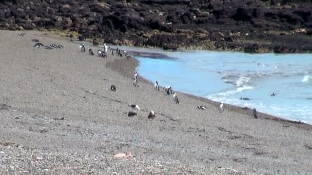 蓬塔通博巴塔哥尼亚的麦哲伦只企鹅 — 图库视频影像